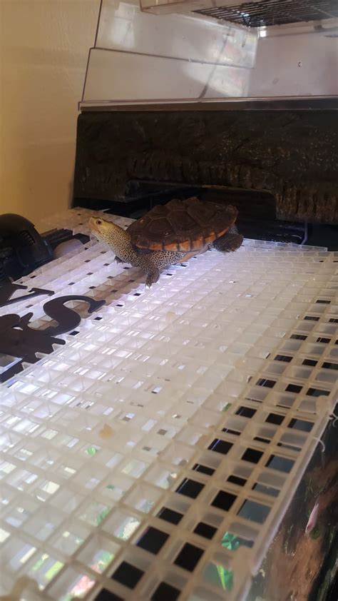 Mo Finance Penn Plax Reptology Turtle Topper Above Tank Basking