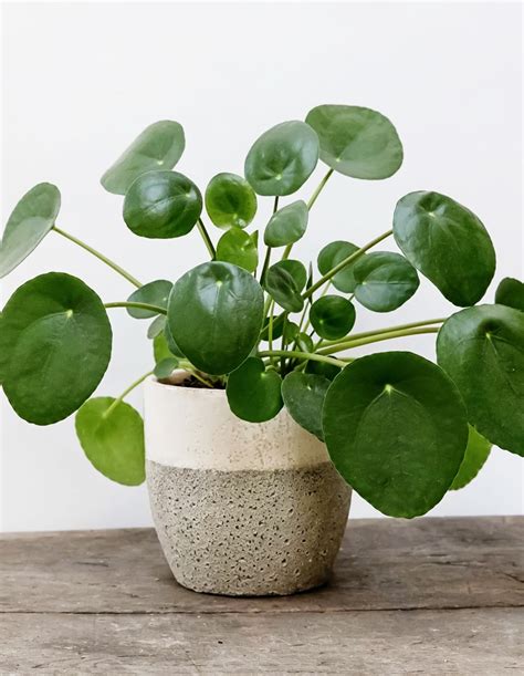 Pilea Peperomioides Plant World London