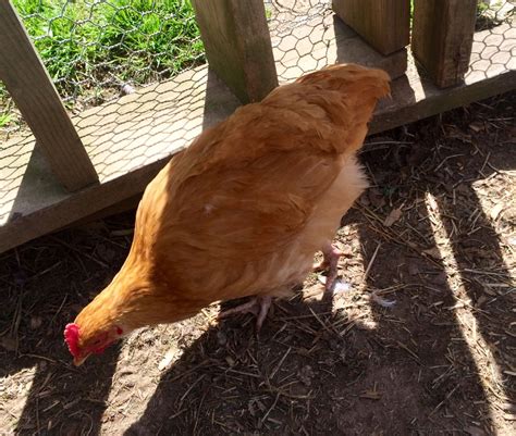 Buff Orpingtons About Weeks Old Pullet Or Rooster Backyard