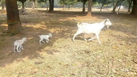 Baby Goat With Her Mother Goatcute Baby Cryingfunny Baby Goat Video