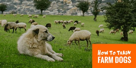 How To Train Farm Dogs To Guard, Herd & Help