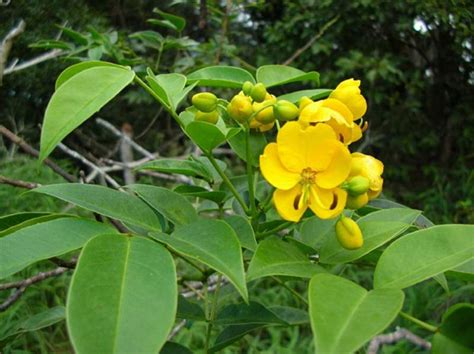 Factsheet - Senna septemtrionalis (Smooth Senna)