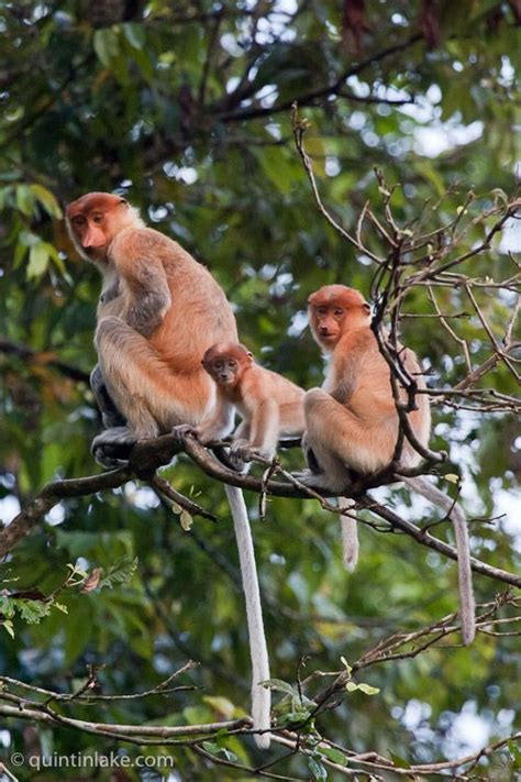 Photographs of Kinabatangan River Wildlife, Sabah, Borneo | Borneo, Sabah, Wildlife