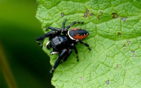 How Big Do Jumping Spiders Get The Spider Blog