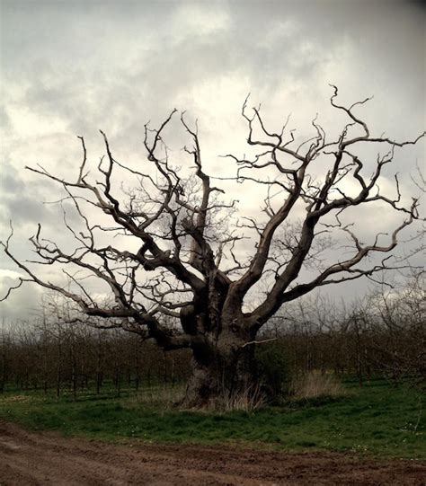 Premium Photo Bare Trees On Grassy Field