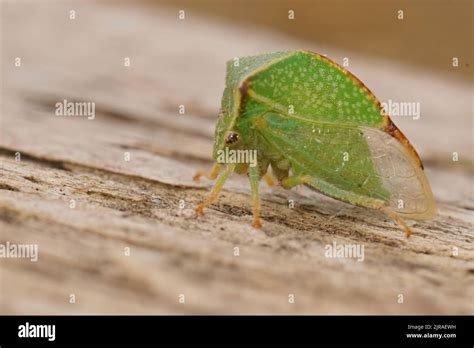 Colorful Treehopper Insect Hi Res Stock Photography And Images Alamy