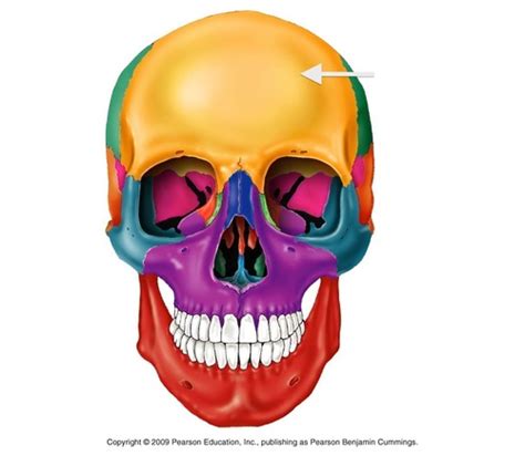 Skull Facial Bones Diagrams For Practice Flashcards Quizlet