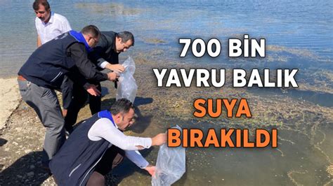 700 Bin Yavru Balık Suya Bırakıldı