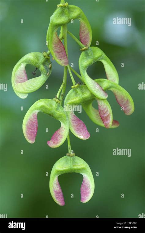 Sycamore Maple Acer Pseudoplatanus Close Up Of Winged Seed Pods