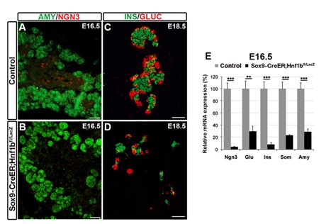 Figure S3. Lack of endocrine precursors in Sox9-CreER T2 ;Hnf1b ... 