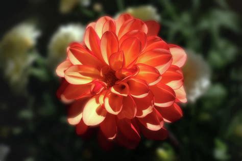 Gorgeous Orange Dahlia In The Sunlight Photograph By Johanna Hurmerinta