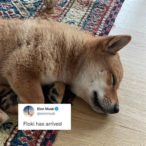 Elon Musk Twitter Shiba Inu Elon Musk Now Wants A Pet Shiba Inu After