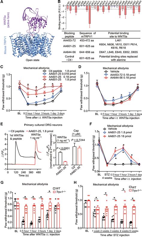 Gpr In A Fiber Sensory Neurons Drives Diabetic Neuropathic Pain Via