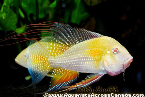 Threadfin Geophagus Albino Acarichthys Heckelii Var 125