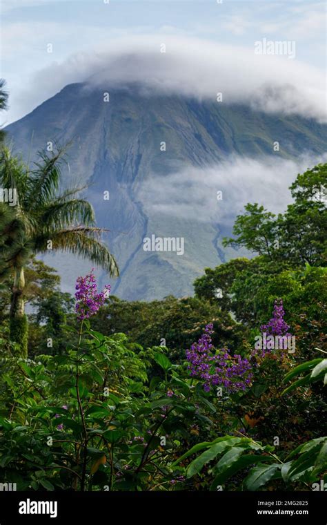 Arenal Volcano with tropical forrest and purple flowers, Arenal Volcano ...