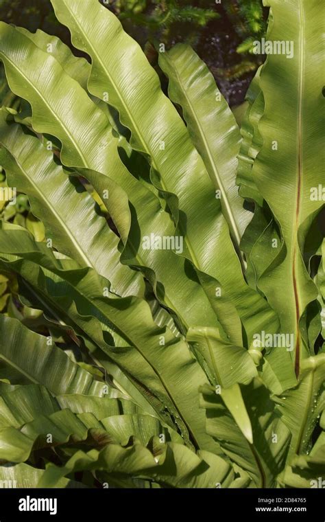 Bird S Nest Fern Asplenium Nidus Close Up Image Of Leaves Stock