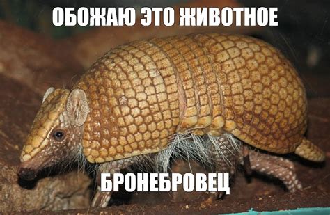 Создать мем "плащеносный броненосец, броненосец животное, трёхпоясный ...