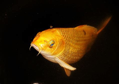 Free Images : red, flick, battle, tail, goldfish, black background ...