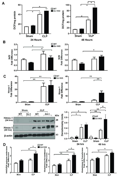 DJ 1 Deficiency Regulates Myocardial Oxidative Stress Post CLP A