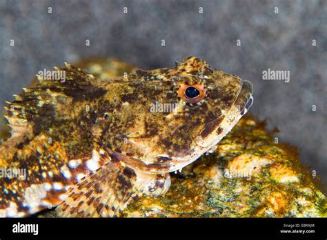 Father Lasher Shorthorn Sculpin Bull Rout Bull Rout Short Spined