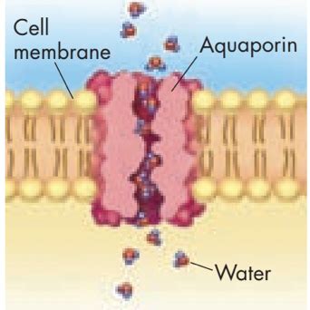 bio chapter 7 Flashcards | Quizlet 