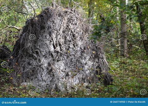 Roots of a fallen tree stock photo. Image of storm, nature - 260774950