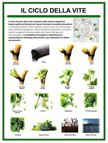 Il Ciclo Della Vite Fasi Fenologiche Della Vite D Arapr Spumanti