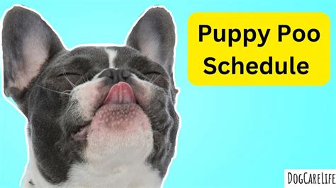 Puppy Poo Schedule - DogCareLife