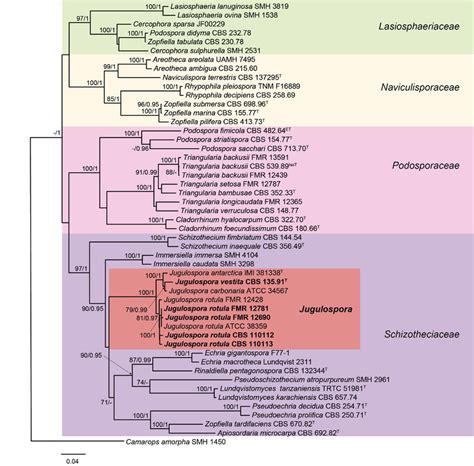 Randomized Axelerated Maximum Likelihood Raxml Phylogram Obtained