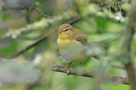 Willow Warbler By Martin Webb Birdguides