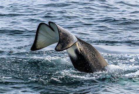 Killer Whale Tail Flukes #1 Photograph by Randy Straka - Pixels