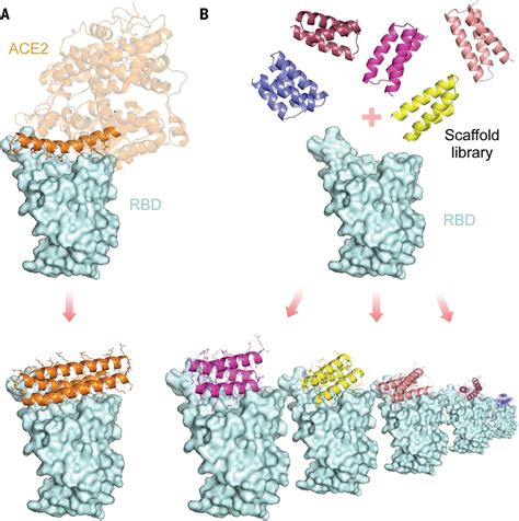 De Novo Design Of Picomolar SARS CoV 2 Miniprotein Inhibitors Science