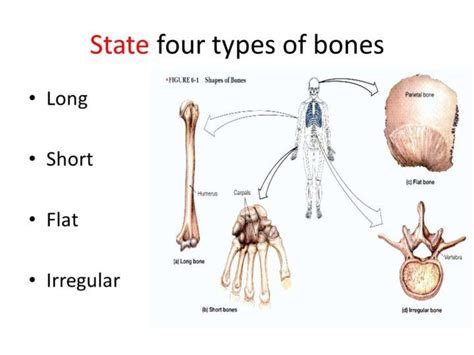 This Photo Illustrates The Four Types Of Bones Found In The Human Body