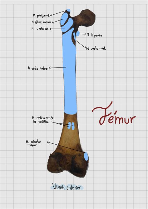 Solution Musculos De Miembro Inferior Studypool