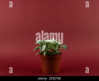 Splash White Hypoestes Phyllostachya In Brown Pot With Pink Background