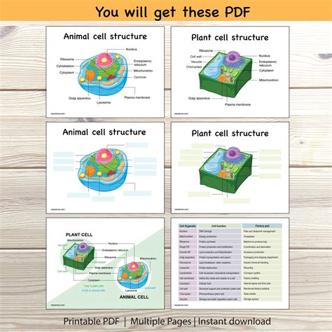 Plant Cell Structure Parts Functions Labeled Diagram Worksheets