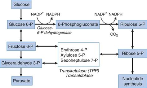 Bc Mcat Biochemistry Chapter Carbohydrate Metabolism The