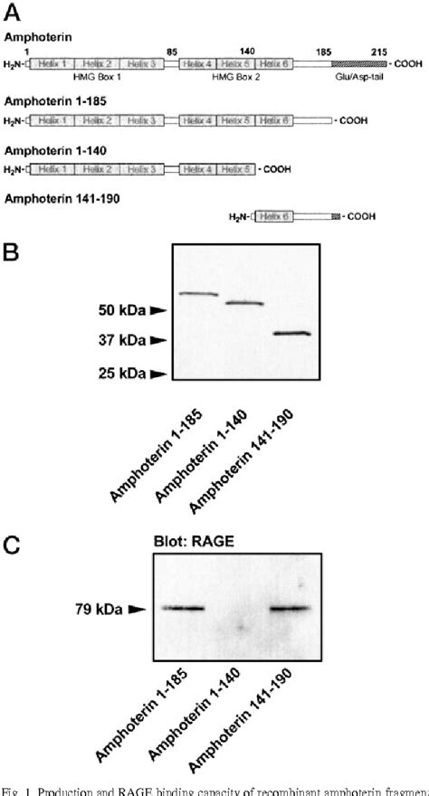 Figure From Receptor For Advanced Glycation End Products Binding Cooh