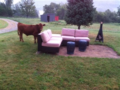 When Cows Fly The Slow Cook