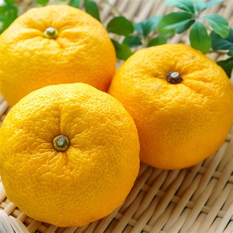 Yuzu Base Creative Formulas