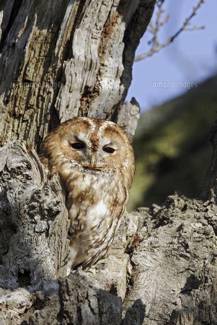 Tawny Owl Strix Aluco Adult Roosting Outside Tree Hole Du