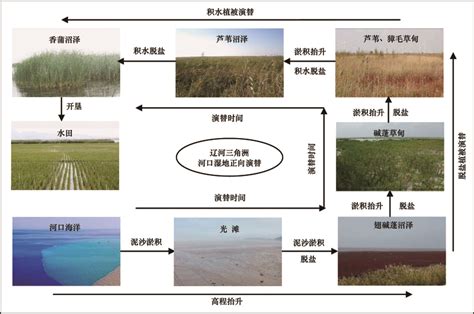 辽河三角洲河口芦苇沼泽湿地植被固碳潜力