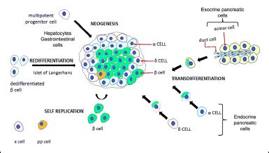 A Systematic Review Of Medicinal Plants And Compounds For Restoring