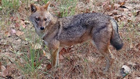 Golden Jackal | The Animal Facts | Appearance, Diet, Habitat, Behavior