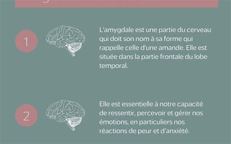 Le R Le De L Amygdale Dans La Gestion De Nos Motions Psychologue