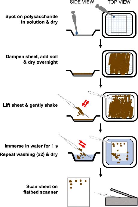 Adhesion Of Water Diagram