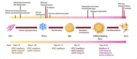 Graphic Representation Of Human Fibroblasts Hfs Cell Reprogramming