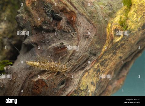 Mayfly larvae Stock Photo - Alamy