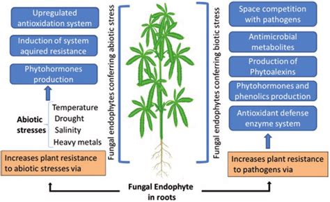 1 Figure Showing Fungal Endophytes Conferring Biotic And Abiotic Stress