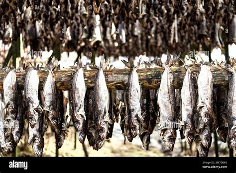 Pollock Fish In A Row Hanging To Dry On Wood Rack Lofoten Islands